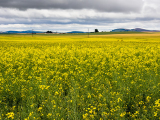 Obraz premium Stormy clouds over canola fields in Eastern Washington state, USA