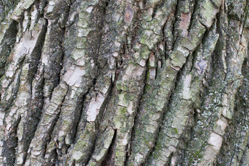  tree bark background