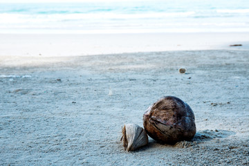 Dry of coconut on beach.