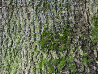  background tree bark with moss