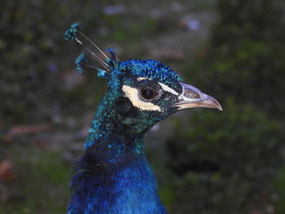 DETALLE DE LA CABEZA DE UN PAVO REAL