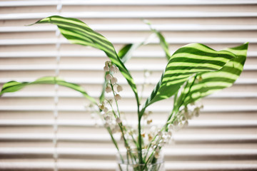 Beautiful lily of the valley flowers bouquet on the background of blinds, sunlight