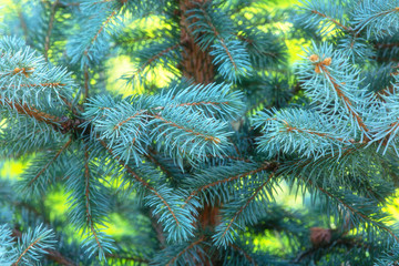Spruce tree branches, natural outdoor background