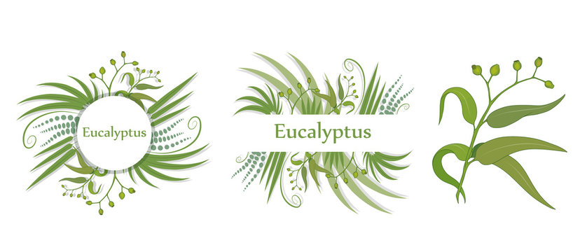hand drawn eucalyptus flower, eucalyptus leaves, green leaves, medical plant, eucalyptus tree for logotype, flyer, posters, card, label, badge, banner, design with medical plant, useful plant