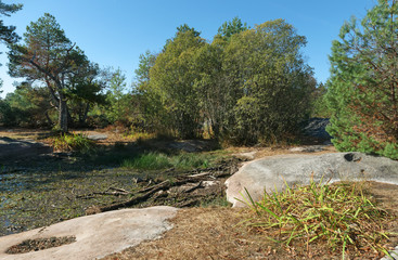 Ermitage pond in Fontainebleau forest
