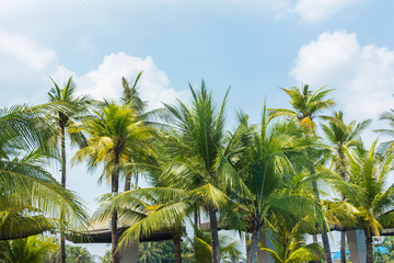 Fototapeta na wymiar Coconut tree against sky background.