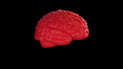 Red Textured Human brain Anatomical Model with Black Background Right	