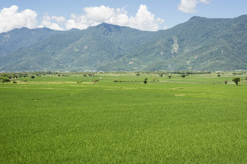 Fototapeta premium green paddy farm