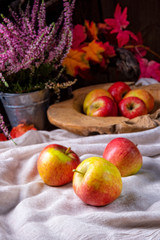 Malus sylvestris, the tasty European crab apple,