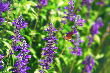 Hummingbird hawk-moth in the bed of flowers, summertime outdoor background