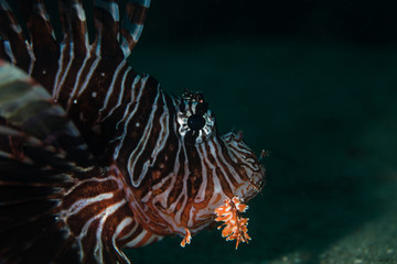 Lionfish Side Profile
