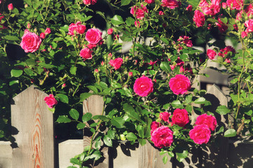 Bush of pink roses, summertime floral background