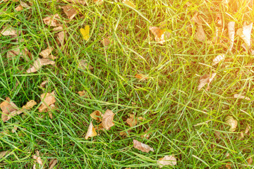 Lawn covered with fallen leaves in the Park