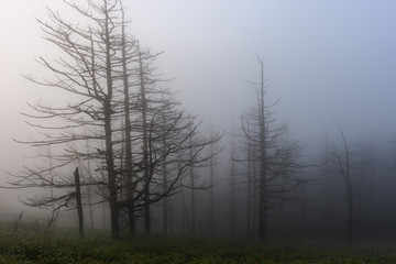朝霧の高原