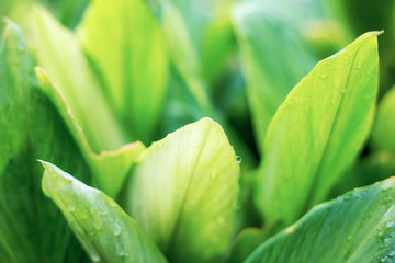 Leaves plant with green background.