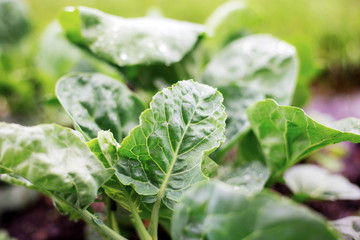 Leaves vegetable of wet in spring.