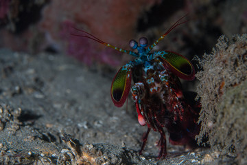 Posing Peacock Mantis Shrimp