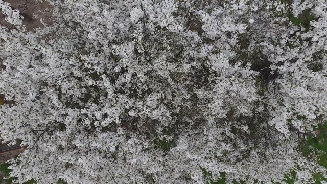 Top view of a blossoming plum tree.