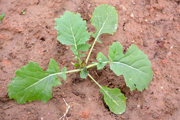 Young plant canola on the field