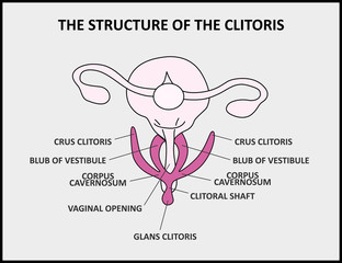 The structure of the clitoris, a medical poster female anatomy vagina