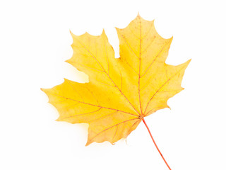 Yellow maple leaf. Isolated.