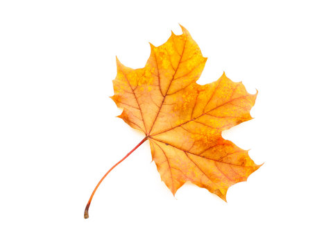 Yellow mapple leaf. Isolated.