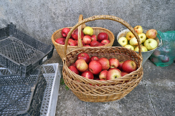 Red sweet apples in baskets  and ampty plastic boxes near rural home
