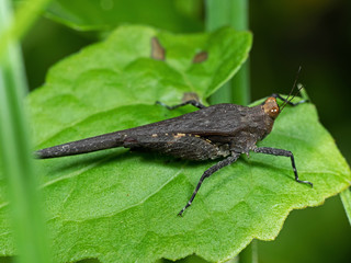 Macro Photo of Grasshopper on Green Leaf