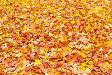 Background of varicolored leaf litter of maple on glade