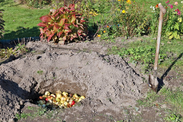 Fallen rotten and bad apples gardeners bury in deep holes