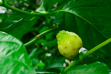 Yoi is another kind of herb that leaves to cook.