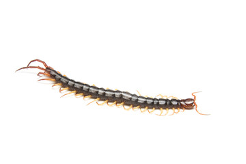 The Giant red Centipede dangerous animal on white background.