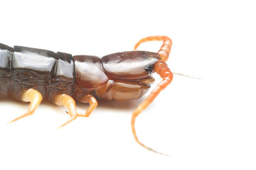 Close up the Giant red Centipede dangerous animal on white background.