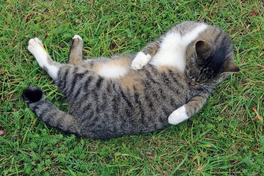 Cat females pose in  during estrus and maximum probability of becoming pregnant 1