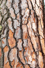 tree bark as background