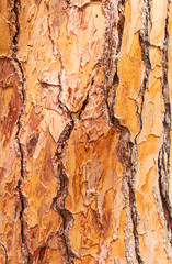 tree bark as background