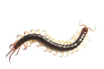 The Giant red Centipede dangerous animal on white background.