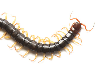 Close up the Giant red Centipede dangerous animal on white background.