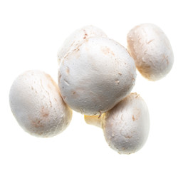 champignon mushrooms on a white background
