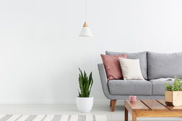 Green plant in white pot next to grey comfortable couch with two pillows in stylish living room interior, real photo - obrazy, fototapety, plakaty