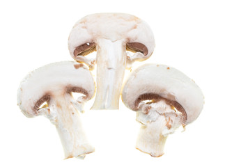 Fototapeta na wymiar champignon mushrooms on a white background