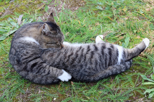 Cat females pose in  during estrus and maximum probability of becoming pregnant 2.