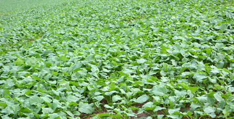 Field of young green rapeseed