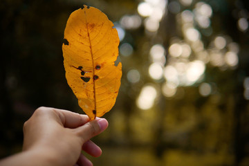 Autumn yellow leaf with holes in woman's hand on blurred bokeh forest background.