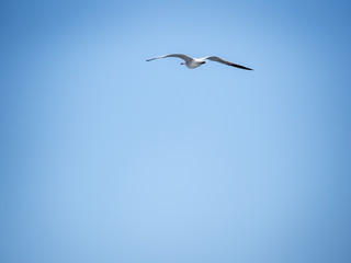 flying seagull on a beautiful blue day