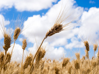 Golden ripe wheat against blue sky with clouds in Eastern Washington state, USA © amenohi