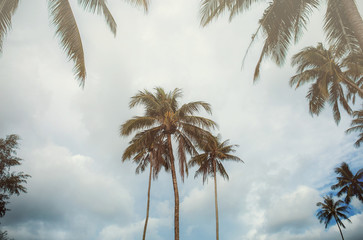 Fototapeta na wymiar Palm tree at the sky.