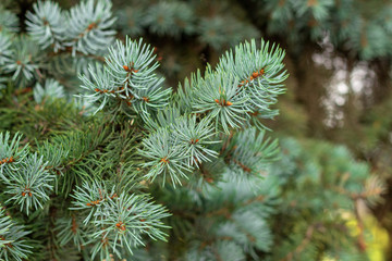 Naklejka na ściany i meble Fluffy branches of evergreen blue Christmas tree with needles in the forest before Christmas