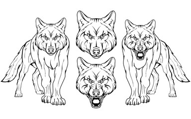 Naklejka premium wolf, isolated on white background, colour illustration, suitable as logo or team mascot, dangerous forest predator, wolf's head, wild animal, gray wolf in full growth, vector graphics to design