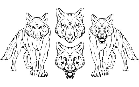 wolf, isolated on white background, colour illustration, suitable as logo or team mascot, dangerous forest predator, wolf's head, wild animal, gray wolf in full growth, vector graphics to design